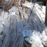 arbor-day-2011-043
